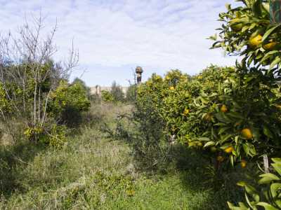 Un ingresso ci porta in un giardino. Qui sono presenti piccoli alberi da frutto, soprattutto di agrumi 